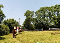 Cours équitation cheval poney